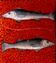 Pisces image